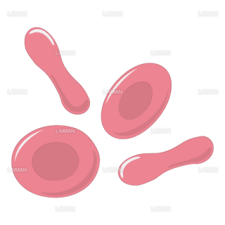 血液細胞（赤血球）（Ｍサイズ）