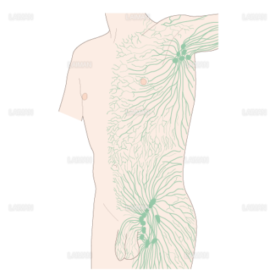 体表のリンパ管分布 ｍサイズ Laiman Stockweb メディカルイラスト素材のダウンロード販売