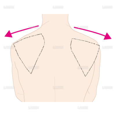 肩甲骨の運動 外転 ｍサイズ Laiman Stockweb メディカルイラスト素材のダウンロード販売