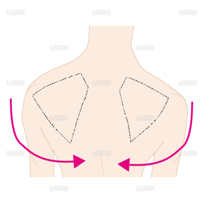 肩甲骨の運動 下方回旋 ｍサイズ Laiman Stockweb メディカルイラスト素材のダウンロード販売