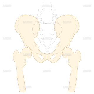骨盤と股関節（前面）（Ｍサイズ）