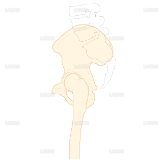 骨盤と股関節（側面）（Ｍサイズ）