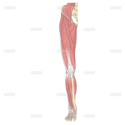 下肢の筋肉 前面 浅層 ｍサイズ Laiman Stockweb メディカルイラスト素材のダウンロード販売