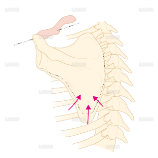 肩鎖関節における肩甲骨の運動（Ｍサイズ）