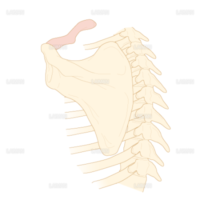 肩鎖関節における肩甲骨の運動 ｍサイズ Laiman Stockweb メディカルイラスト素材のダウンロード販売
