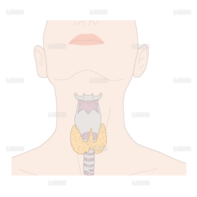 喉頭と甲状腺 女 Sサイズ Laiman Stockweb メディカルイラスト素材のダウンロード販売 喉頭と甲状腺 女 Sサイズ Laiman Stockweb メディカルイラスト素材のダウンロード販売