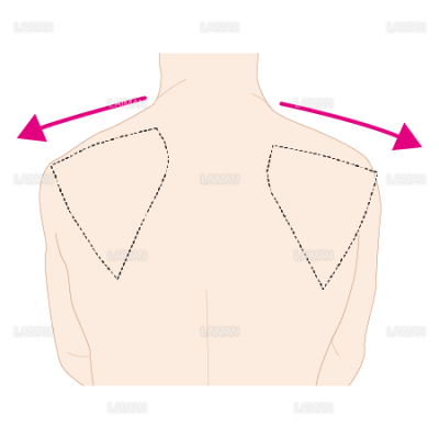 肩甲骨の運動 外転 Sサイズ Laiman Stockweb メディカルイラスト素材のダウンロード販売