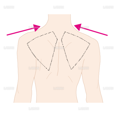 肩甲骨の運動 内転 Sサイズ Laiman Stockweb メディカルイラスト素材のダウンロード販売