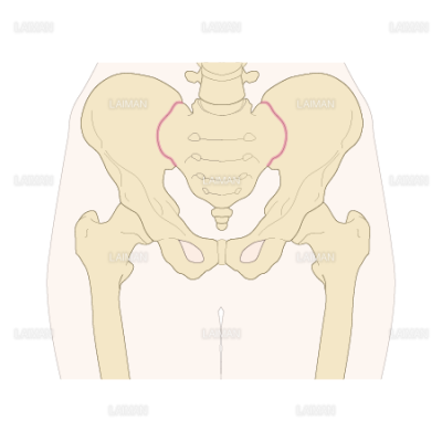 仙腸関節の位置と骨盤 Sサイズ Laiman Stockweb メディカルイラスト素材のダウンロード販売