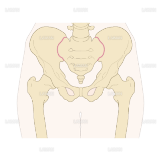 仙腸関節の位置と骨盤（Sサイズ）
