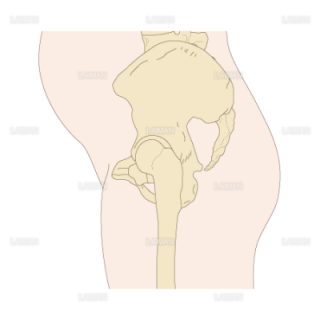 妊娠時の骨盤側面（Sサイズ）