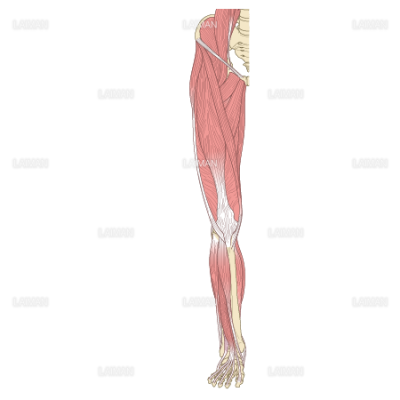 下肢の筋肉 前面 浅層 Sサイズ Laiman Stockweb メディカルイラスト素材のダウンロード販売