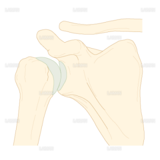 肩鎖関節における鎖骨の運動（Sサイズ）