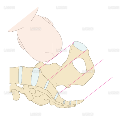 前方後頭位の正常分娩における下降 恥骨結合上縁 Sサイズ Laiman Stockweb メディカルイラスト素材のダウンロード販売 前方後頭位の正常分娩における下降 恥骨結合上縁 Sサイズ Laiman Stockweb メディカルイラスト素材のダウンロード販売
