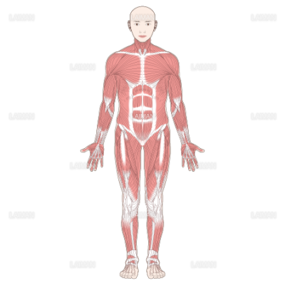 全身の主な筋肉 前面 Sサイズ Laiman Stockweb メディカルイラスト素材のダウンロード販売