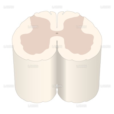脊髄の構造 Sサイズ Laiman Stockweb メディカルイラスト素材のダウンロード販売
