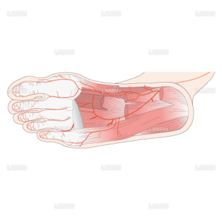 足底の動脈（Sサイズ）