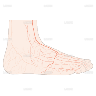 足背の動脈（Sサイズ）