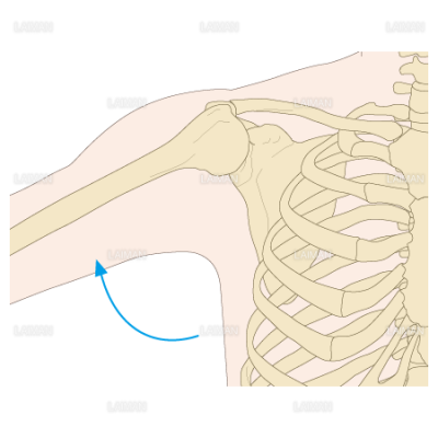 肩甲骨の位置 動き Sサイズ Laiman Stockweb メディカルイラスト素材のダウンロード販売