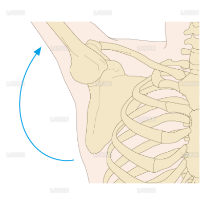 肩甲骨の位置 動き Sサイズ Laiman Stockweb メディカルイラスト素材のダウンロード販売