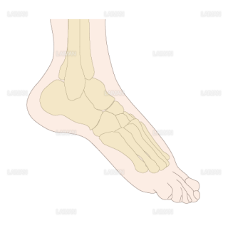 足部のアライメント　尖足（Sサイズ）