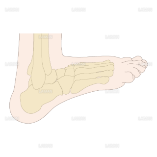 足部のアライメント　踵足（Sサイズ）