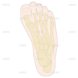 足部のアライメント　内転足（Sサイズ）