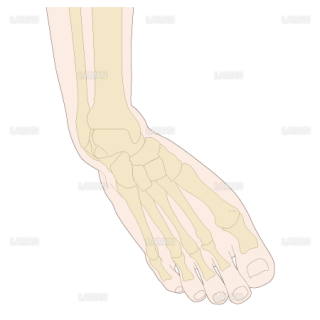 足部のアライメント　内反尖足（Sサイズ）