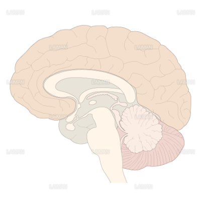 脳の正中矢状断 ｍサイズ Laiman Stockweb メディカルイラスト素材のダウンロード販売