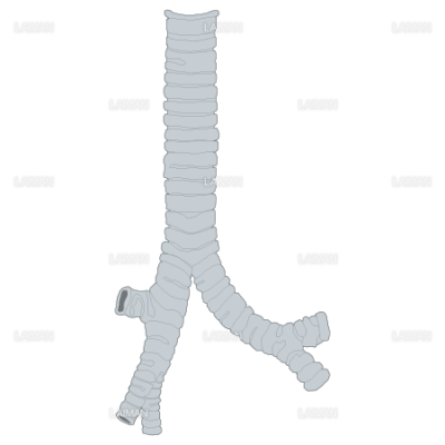 気管 ｍサイズ Laiman Stockweb メディカルイラスト素材のダウンロード販売