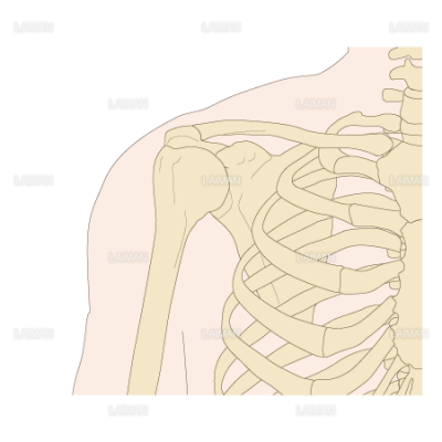 肩甲骨の位置 ｍサイズ Laiman Stockweb メディカルイラスト素材のダウンロード販売