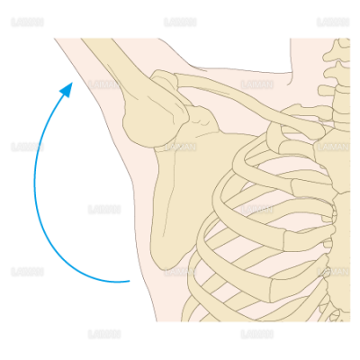 肩甲骨の位置 動き ｍサイズ Laiman Stockweb メディカルイラスト素材のダウンロード販売