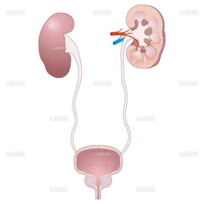 腎臓 泌尿器 Sサイズ Laiman Stockweb メディカルイラスト素材のダウンロード販売 腎臓 泌尿器 Sサイズ Laiman Stockweb メディカルイラスト素材のダウンロード販売