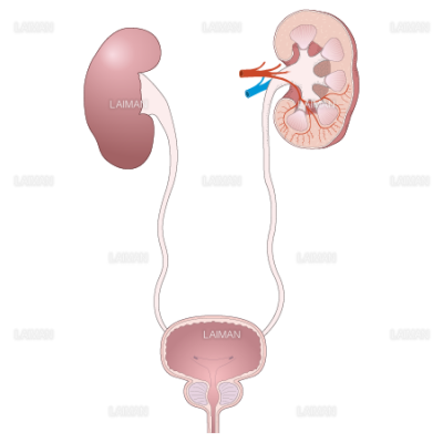 腎臓 泌尿器 Sサイズ Laiman Stockweb メディカルイラスト素材のダウンロード販売