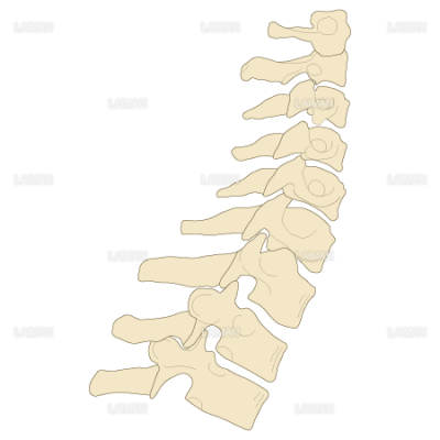 神経根障害高位診断 脊髄 ｍサイズ Laiman Stockweb メディカルイラスト素材のダウンロード販売
