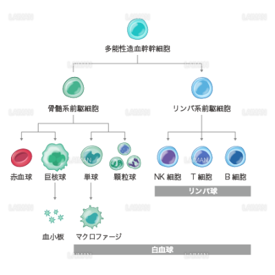 造血幹細胞と分化 Sサイズ Laiman Stockweb メディカルイラスト素材のダウンロード販売 造血幹細胞と分化 Sサイズ Laiman Stockweb メディカルイラスト素材のダウンロード販売