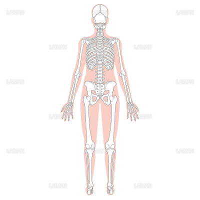 全身骨格 後面 Sサイズ Laiman Stockweb メディカルイラスト素材のダウンロード販売