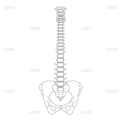 脊椎と骨盤 前面 mサイズ Laiman Stockweb メディカルイラスト素材のダウンロード販売 脊椎と骨盤 前面 mサイズ Laiman Stockweb メディカルイラスト素材のダウンロード販売
