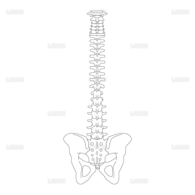 脊椎と骨盤 後面 Sサイズ Laiman Stockweb メディカルイラスト素材のダウンロード販売 脊椎と骨盤 後面 Sサイズ Laiman Stockweb メディカルイラスト素材のダウンロード販売