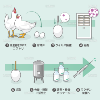 ワクチンの製造（ふ化鶏卵培養法） （Sサイズ）
