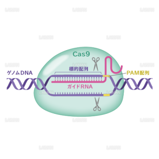 CRISPR/Cas9 （Ｍサイズ）