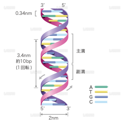 Dnaの構造 文字入り mサイズ Laiman Stockweb メディカルイラスト素材のダウンロード販売 Dnaの構造 文字入り mサイズ Laiman Stockweb メディカルイラスト素材のダウンロード販売