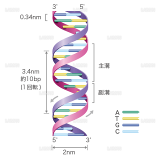 DNAの構造（文字入り） （Ｍサイズ）