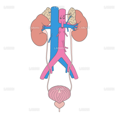 泌尿器 腎臓 膀胱 Sサイズ Laiman Stockweb メディカルイラスト素材のダウンロード販売
