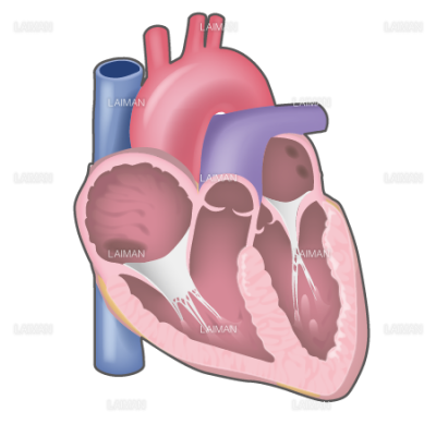 心臓断面図 Sサイズ Laiman Stockweb メディカルイラスト素材のダウンロード販売