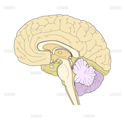 脳断面図 正中矢状 Sサイズ Laiman Stockweb メディカルイラスト素材のダウンロード販売