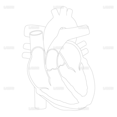 心臓 断面 白地図 ｍサイズ Laiman Stockweb メディカルイラスト素材のダウンロード販売