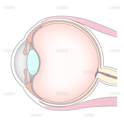 眼球の断面図 ｍサイズ Laiman Stockweb メディカルイラスト素材のダウンロード販売