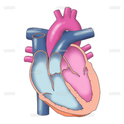 心臓の断面図 Mサイズ Laiman Stockweb メディカルイラスト素材のダウンロード販売