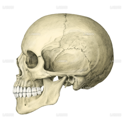 頭蓋骨側面 フルカラー Sサイズ Laiman Stockweb メディカルイラスト素材のダウンロード販売